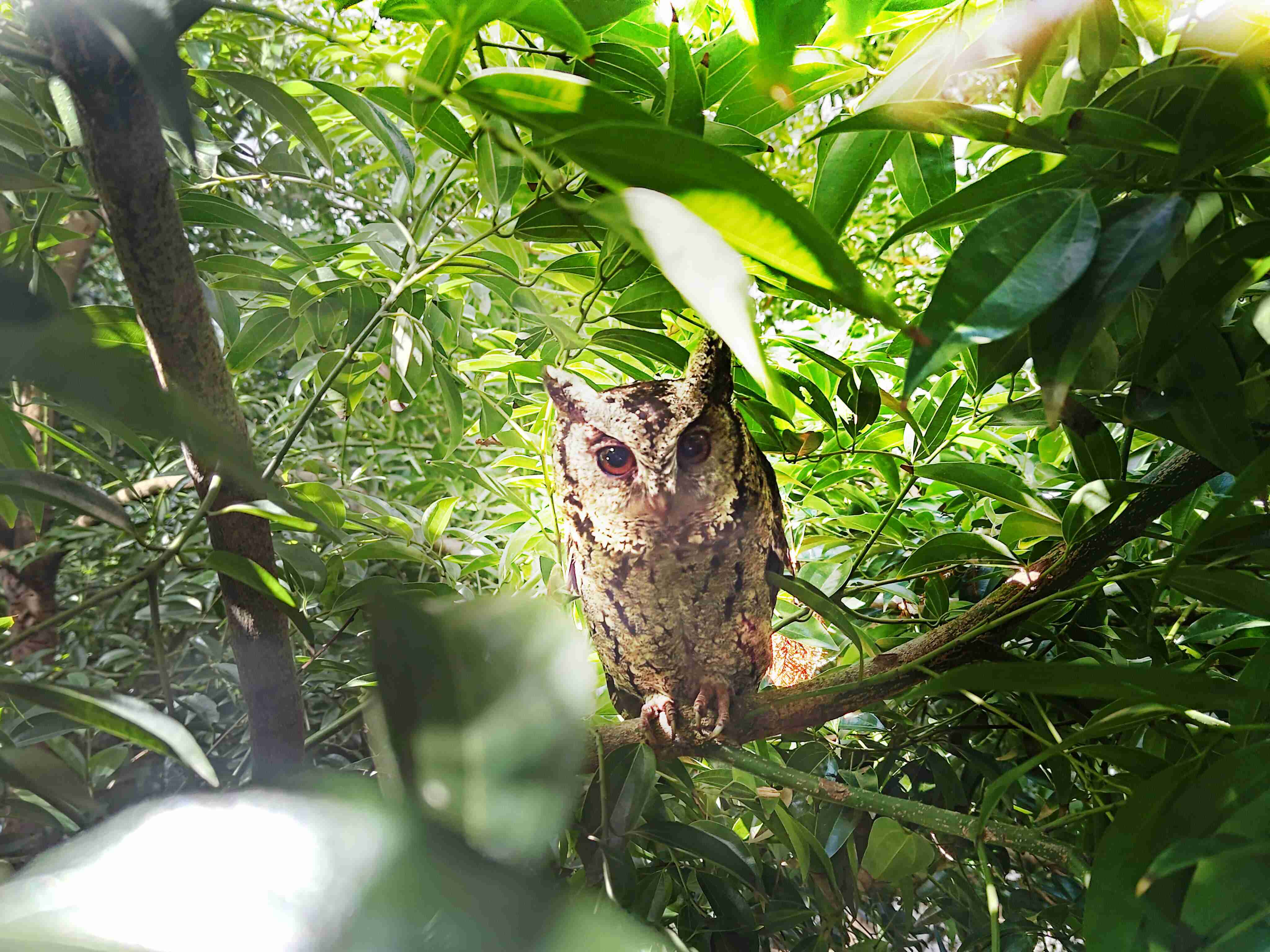 尊龙集团致力提倡净零绿生活，，，16年以来在全球各厂区植树逾百万棵，，，造就各厂区树木蔚然成林，，，，犹如森林工厂，，成为许多生物的栖息地